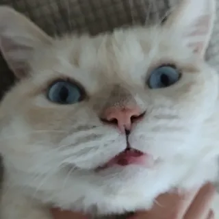 「くもねこ」のユーザーアイコン