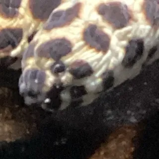 「キチガイヒューマンペア画」のユーザーアイコン