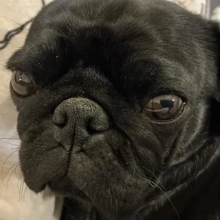 「シャケ太郎」のユーザーアイコン