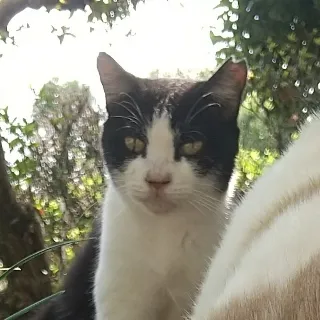 「猫神様」のユーザーアイコン
