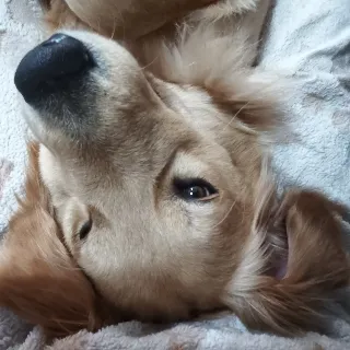 「まふぃん」のユーザーアイコン