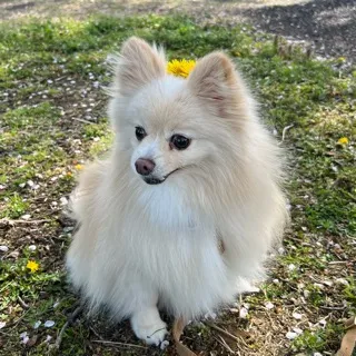 「ココアカ」のユーザーアイコン