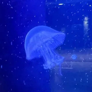 「あお」のユーザーアイコン