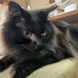 「炭酸Suku」のユーザーアイコン