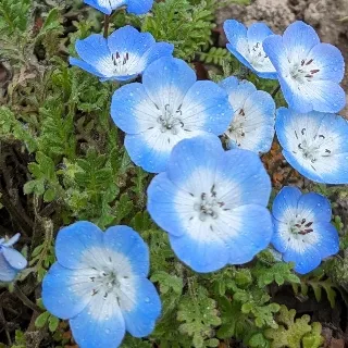 「🅰」のユーザーアイコン