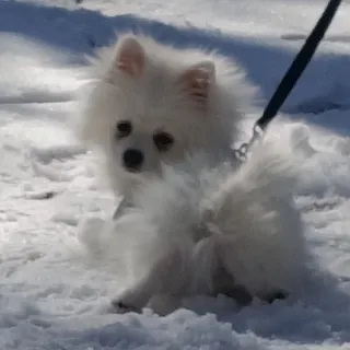 「ミルク「牛乳」」のユーザーアイコン