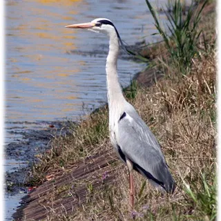 「青鷺だろうが」のユーザーアイコン