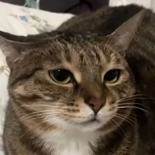 「肉球」のユーザーアイコン