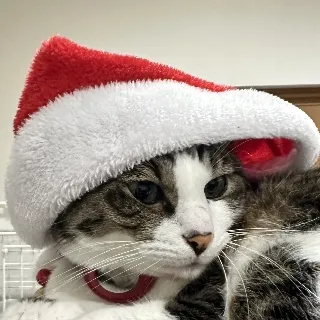 「🐱ねこしかかたん🐱」のユーザーアイコン