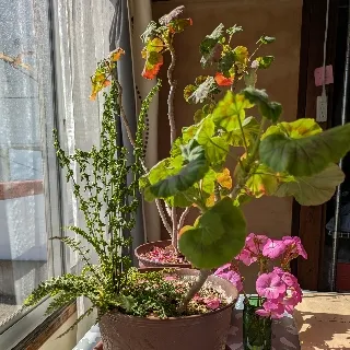 「E主サブ」のユーザーアイコン