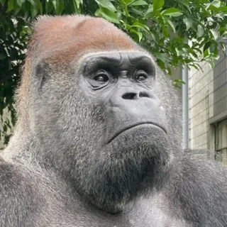 「ゴリラ」のユーザーアイコン