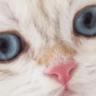 「だいふく」のユーザーアイコン