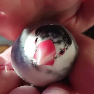 「🍀に〜む🍥」のユーザーアイコン