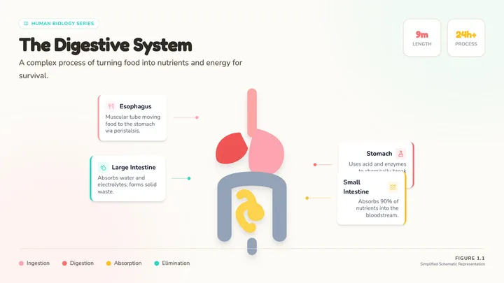 Digestive System Diagram