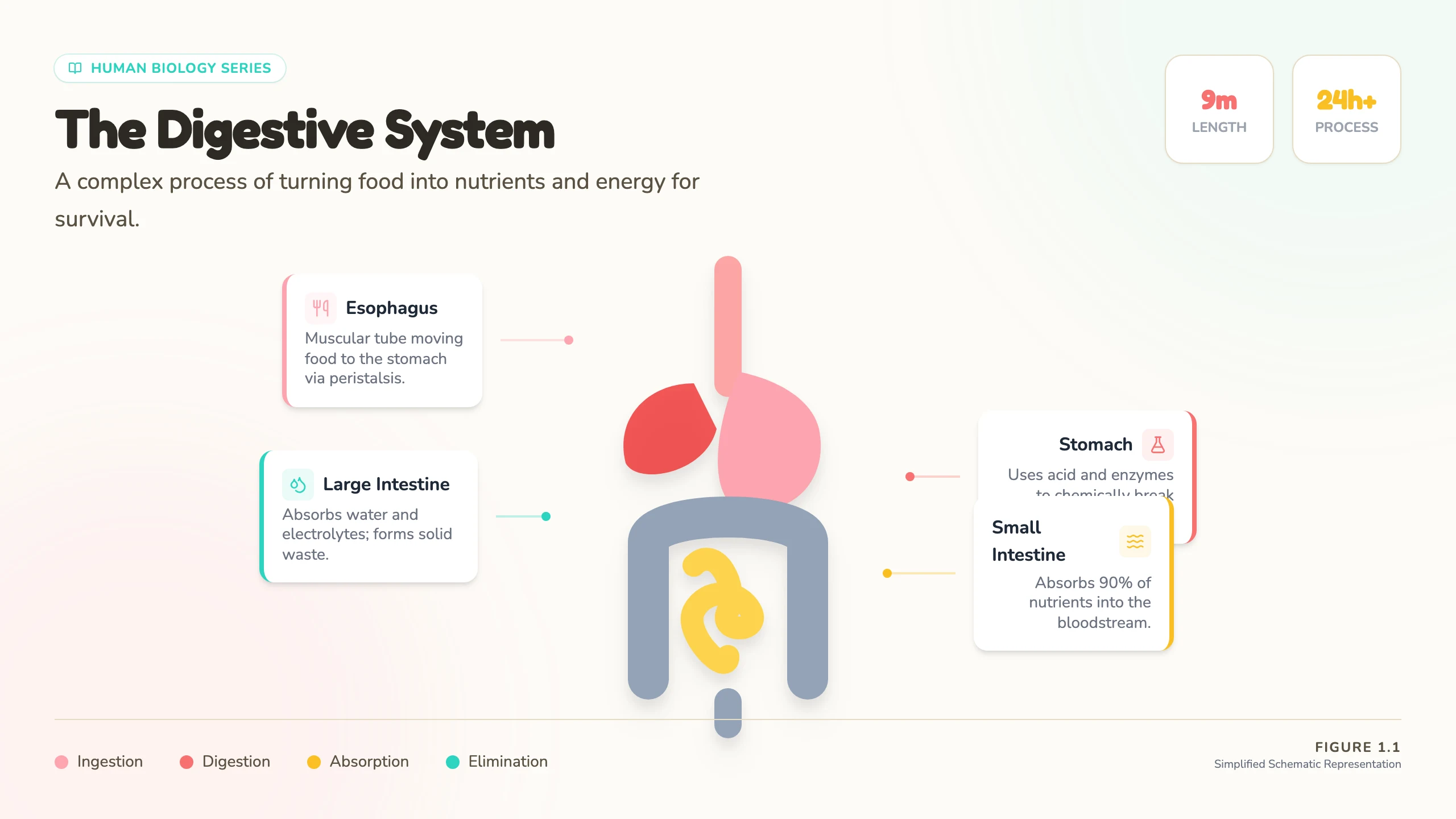 Digestive System Diagram: cover