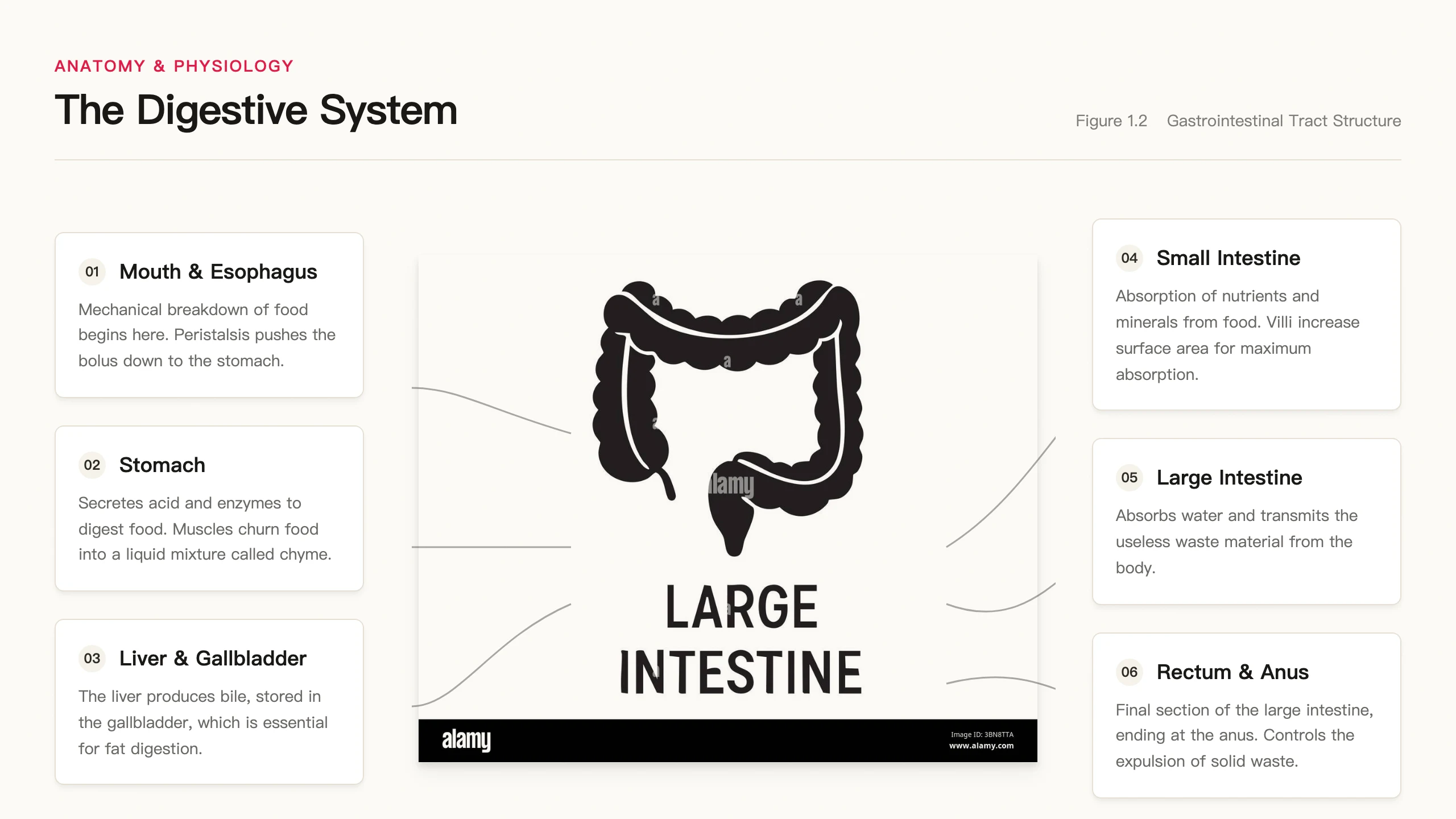 Digestive System Diagram: cover