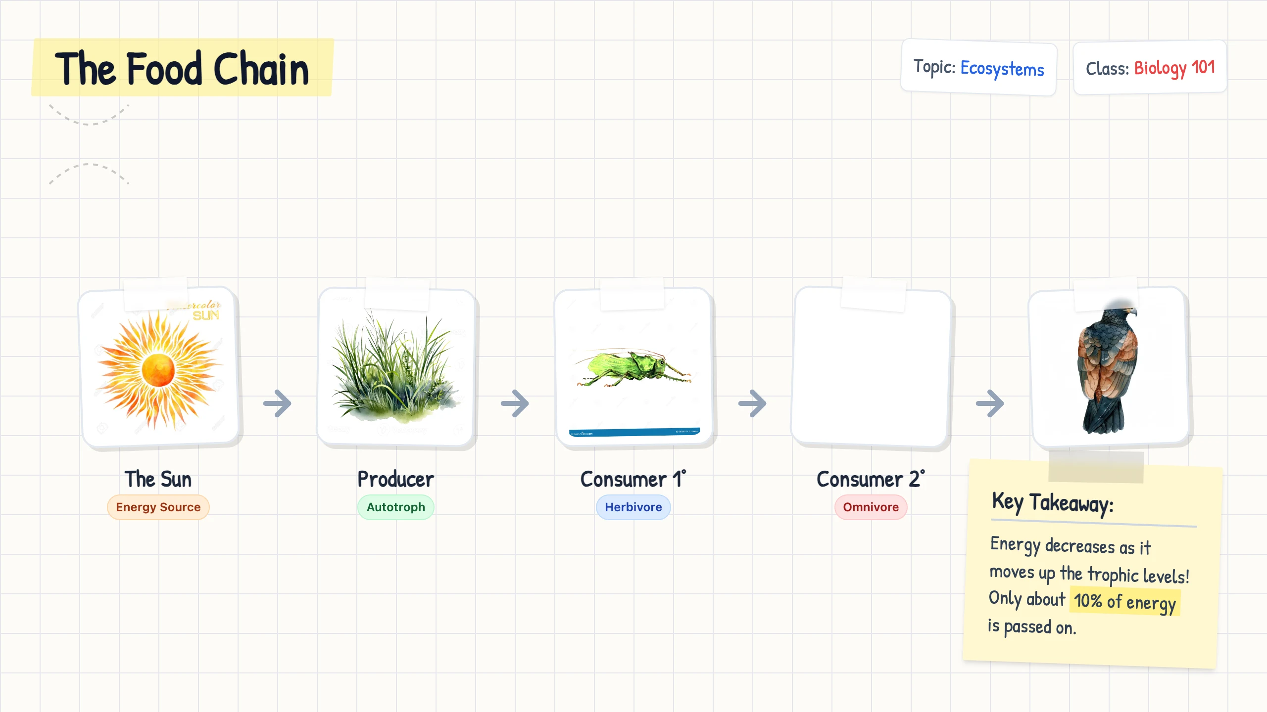 Food Chain Diagram: cover