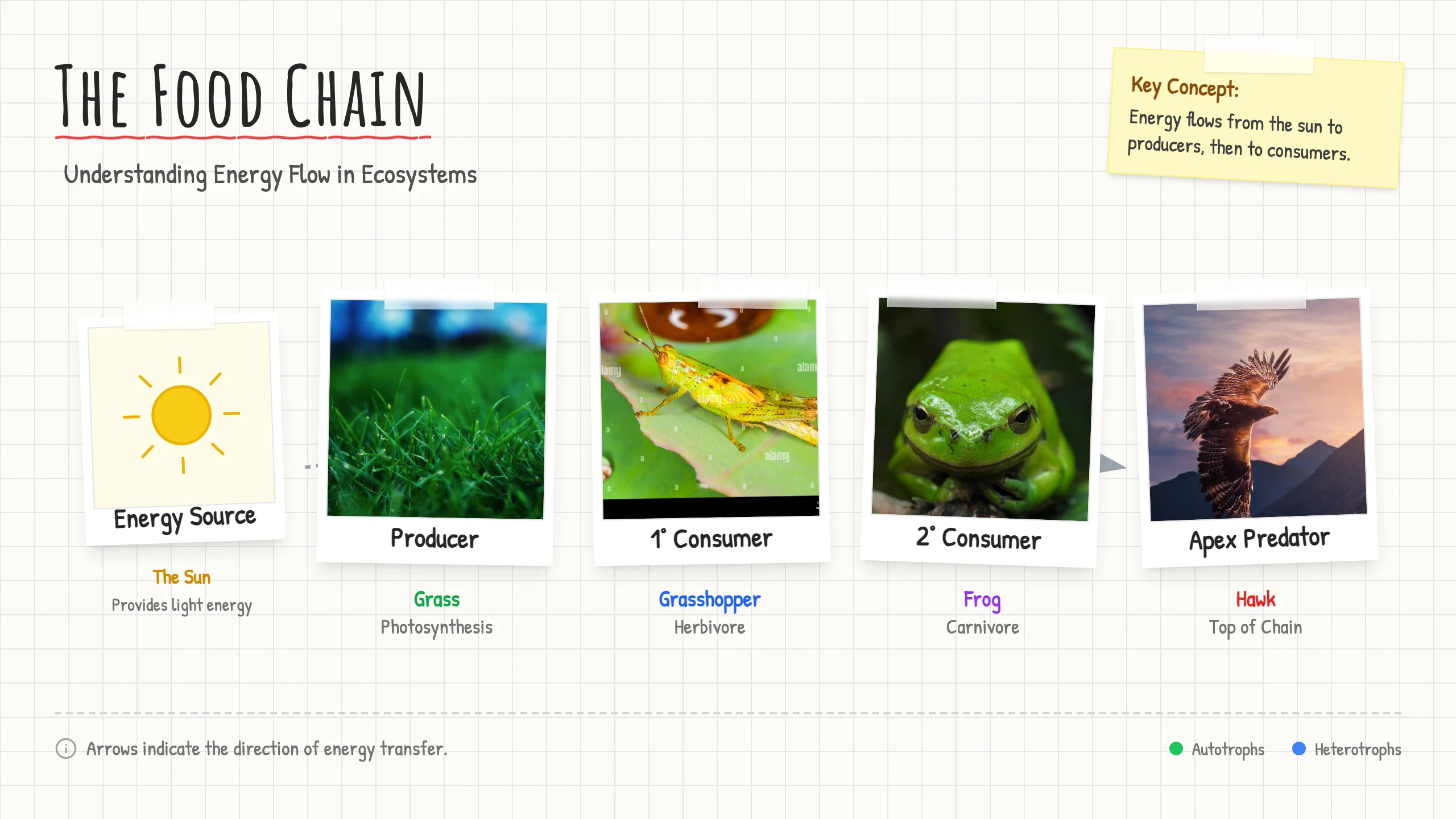 Food Chain Diagram: cover