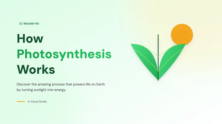 How Photosynthesis Works