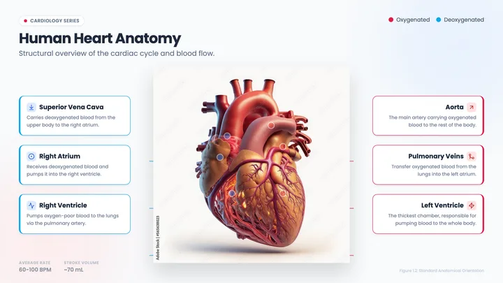 Human Heart Diagram