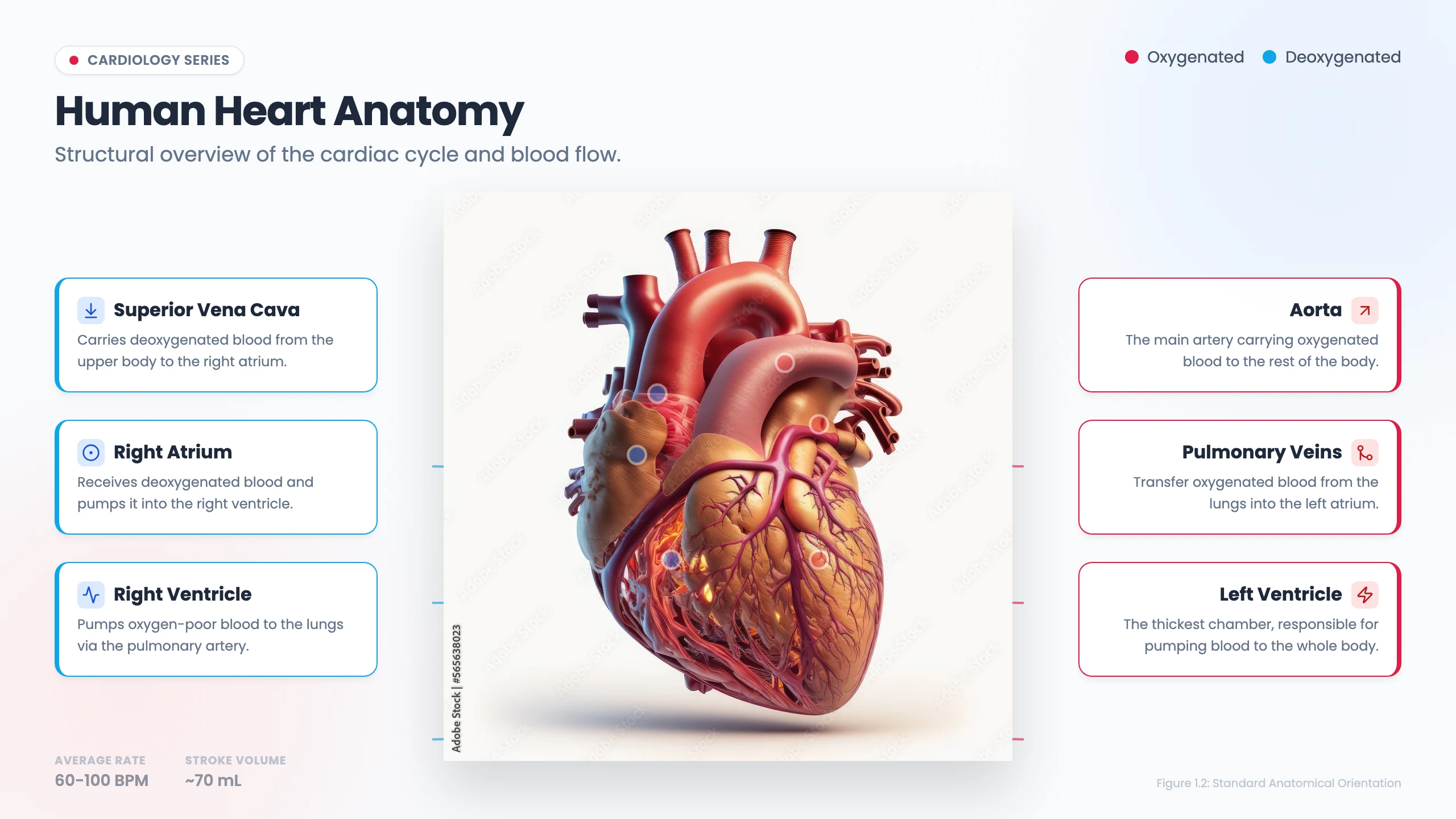 Human Heart Diagram: cover