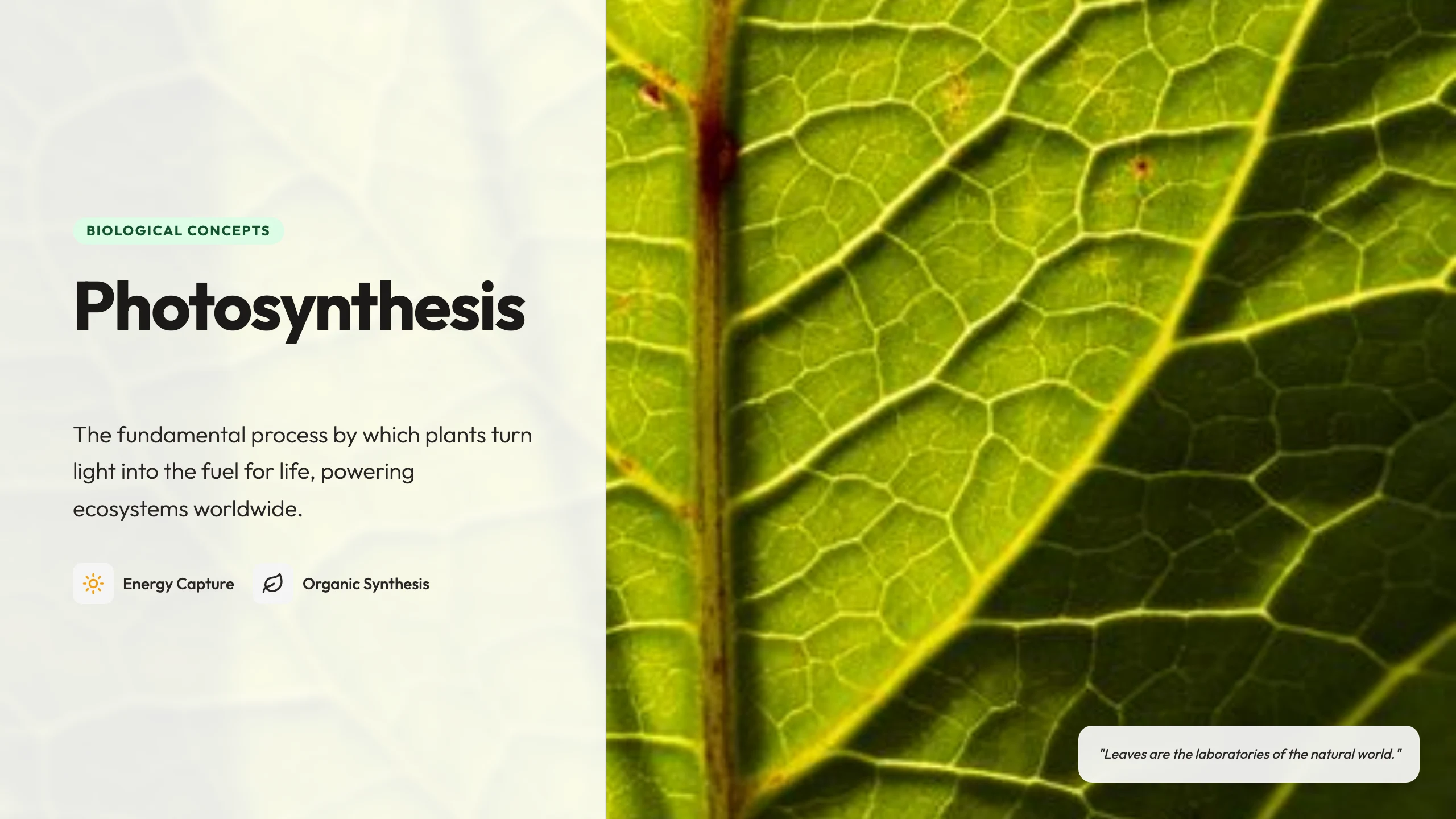 Photosynthesis Concept: cover