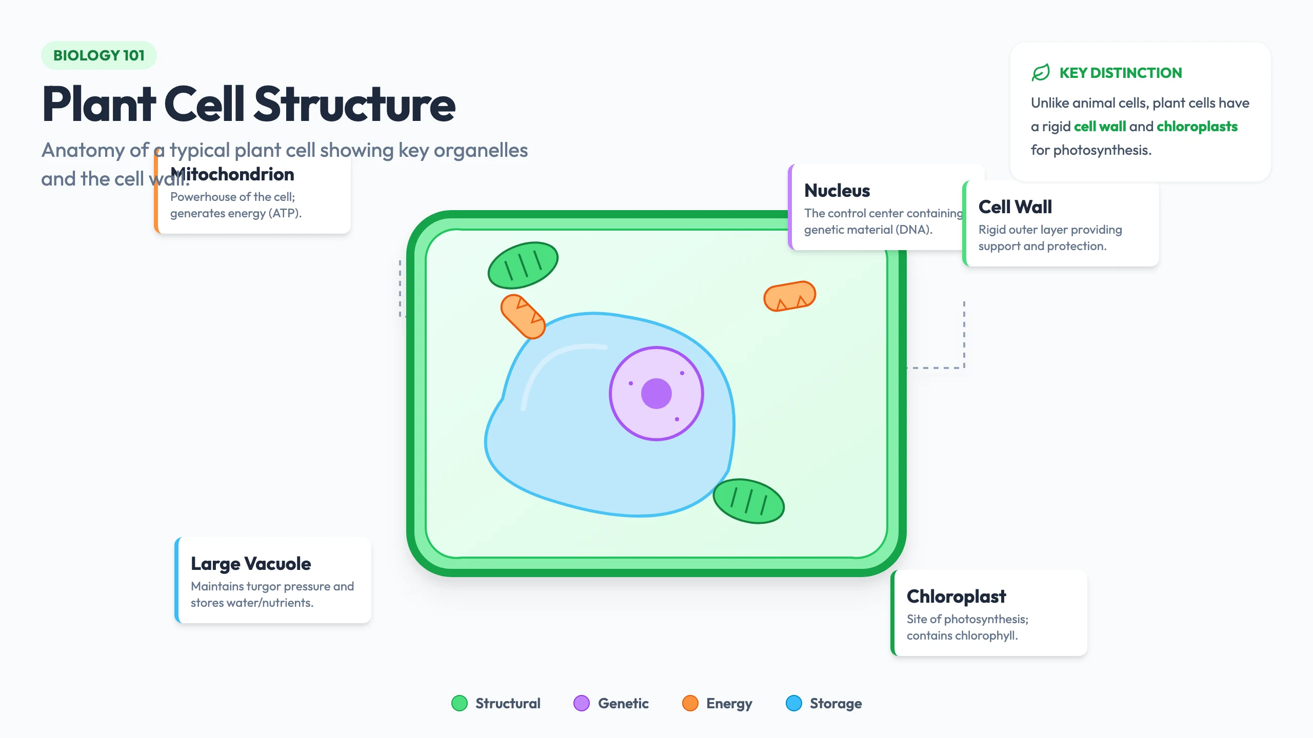 Plant Cell Diagram: cover