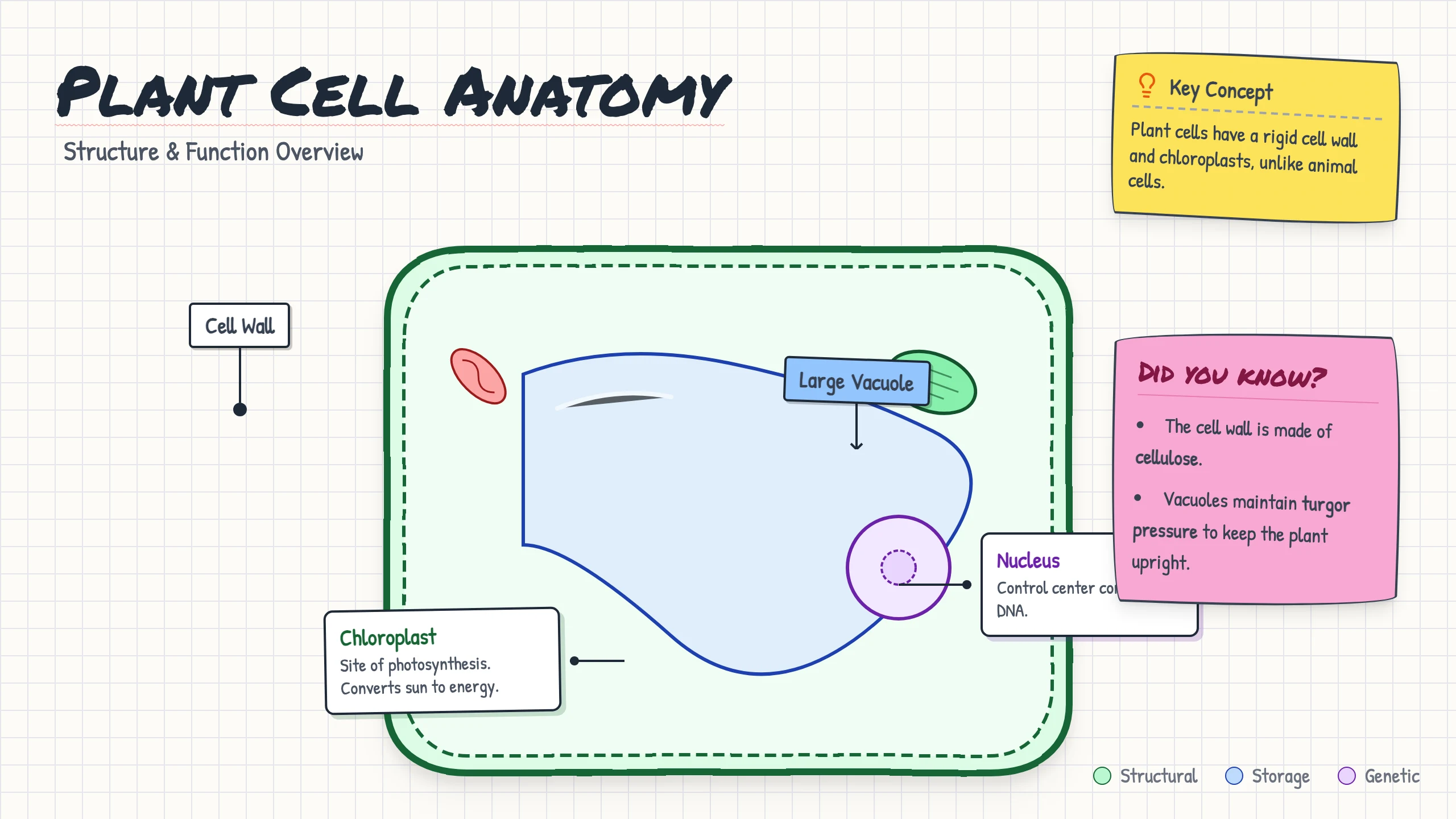 Plant Cell Diagram: cover