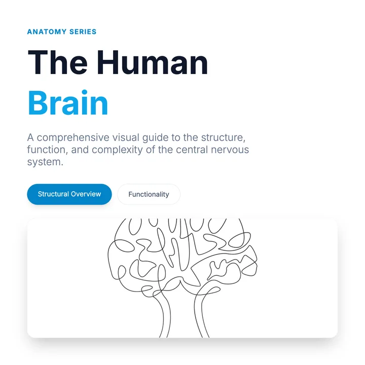 Brain Diagram