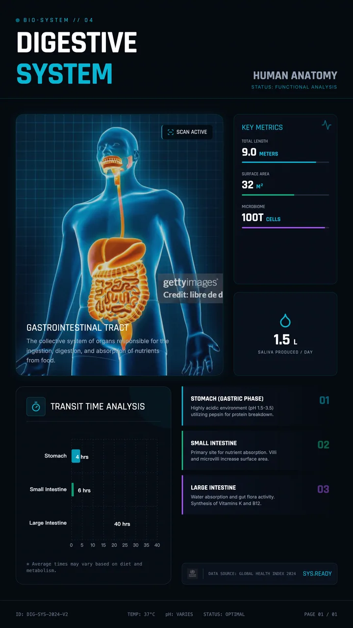 Digestive System