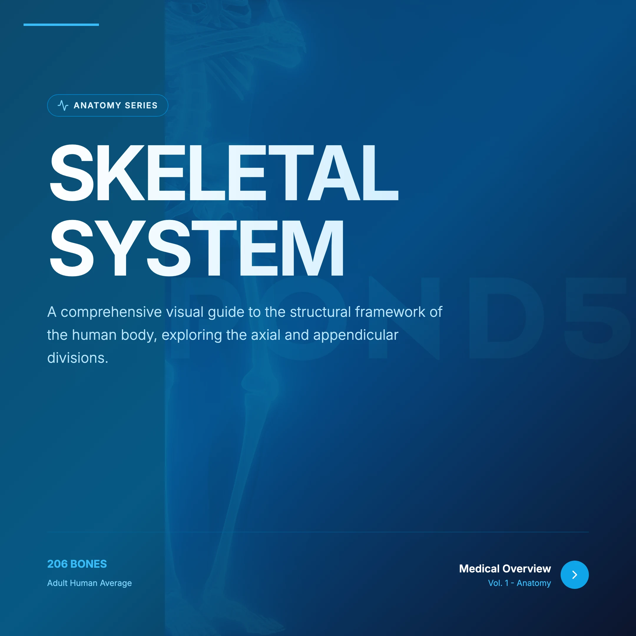 Skeleton Diagram: cover