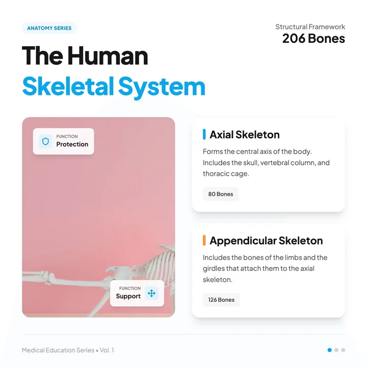 Skeleton Diagram