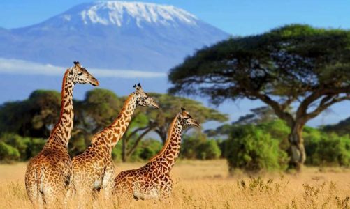 Africa’s Best Safari Tours on a Budget