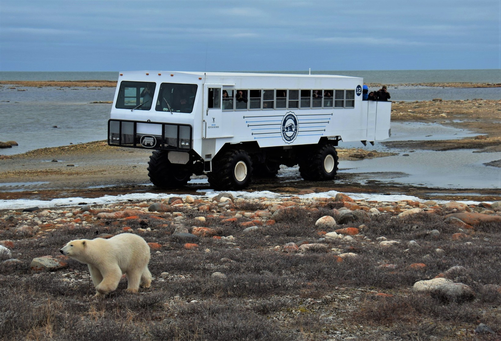 Polar Bears of Churchill