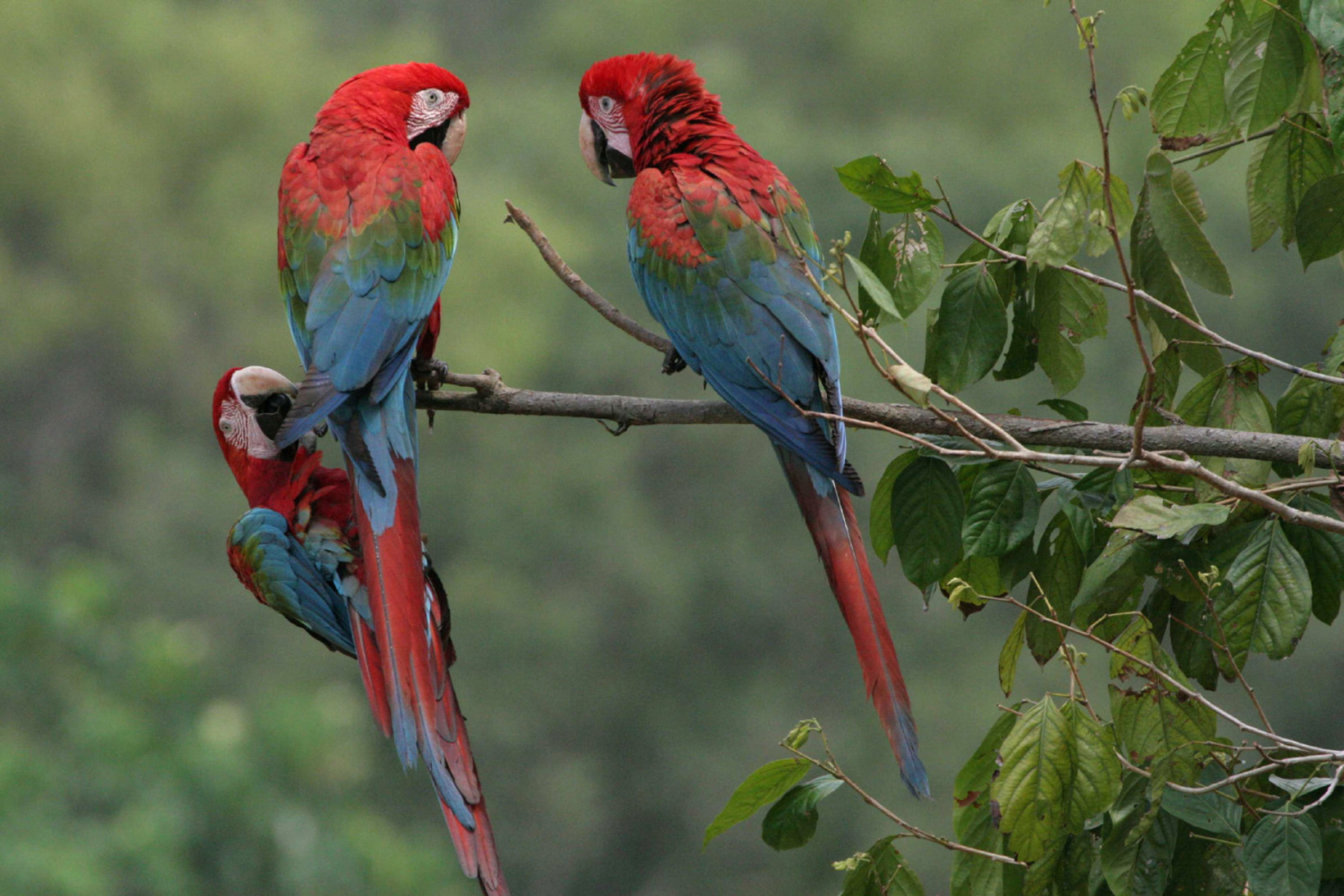 Tambopata - Peruvian Amazon delight