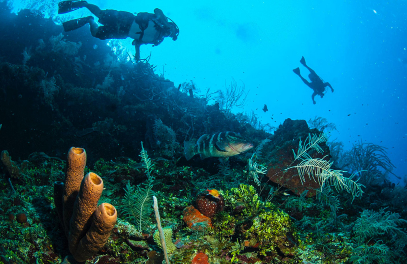 Belize and Diving the Meso-American Barrier Reef