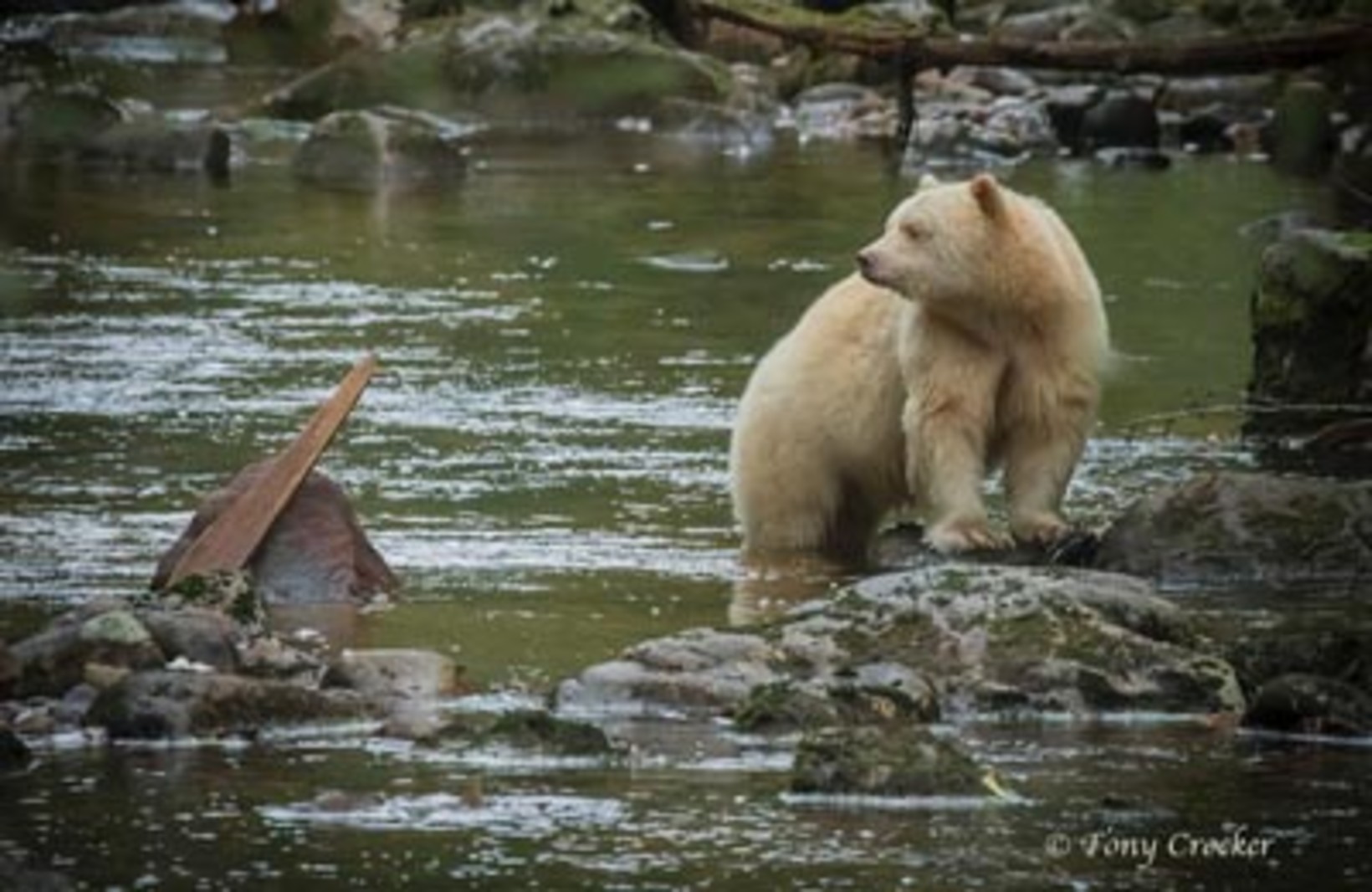 Grizzlies, Whales, Birds & Indigenous Culture of the Pacific Northwest