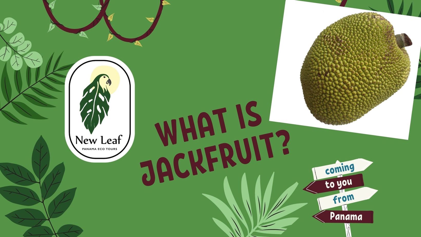 Jackfruit in Panama