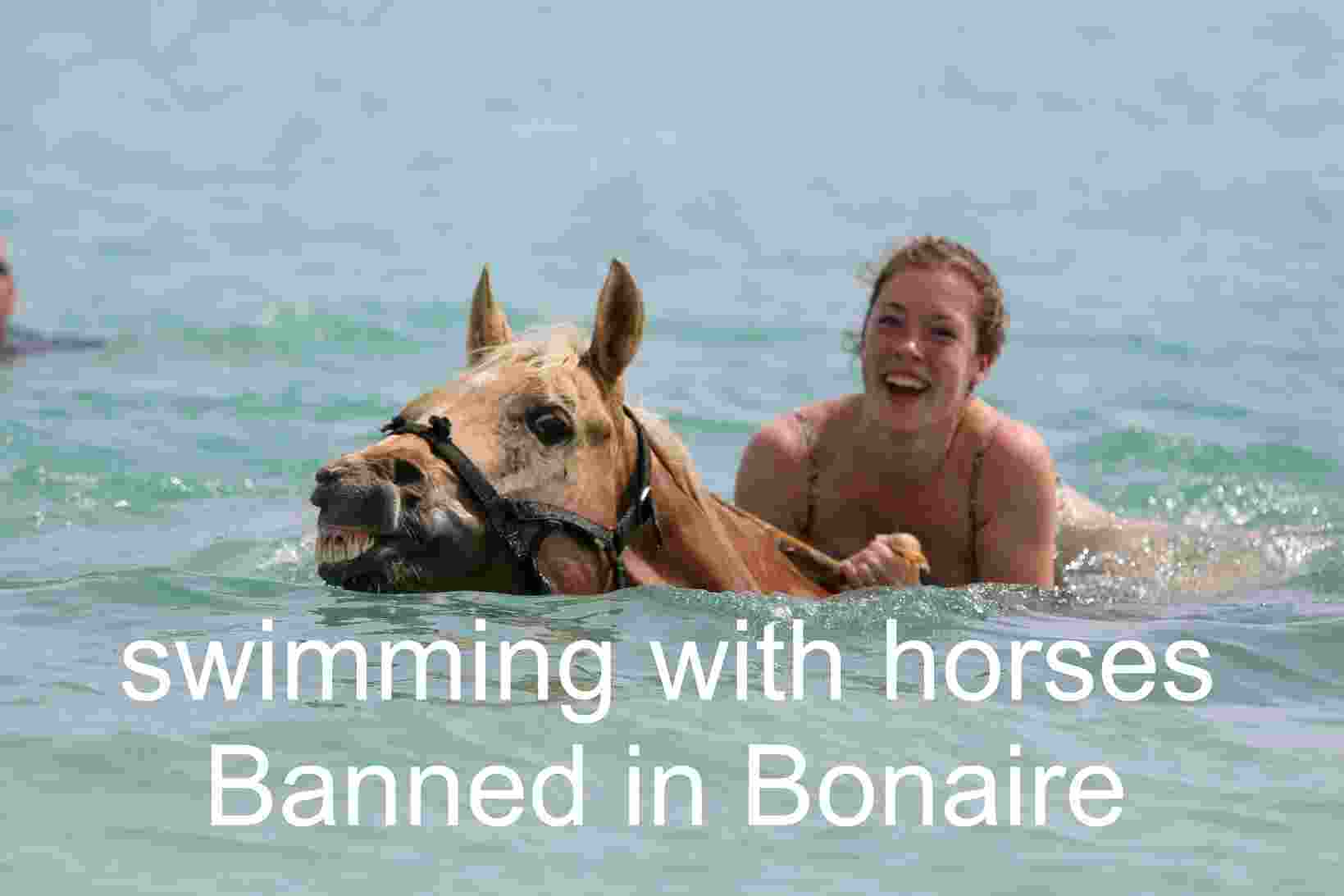Swimming with horses banned in Bonaire