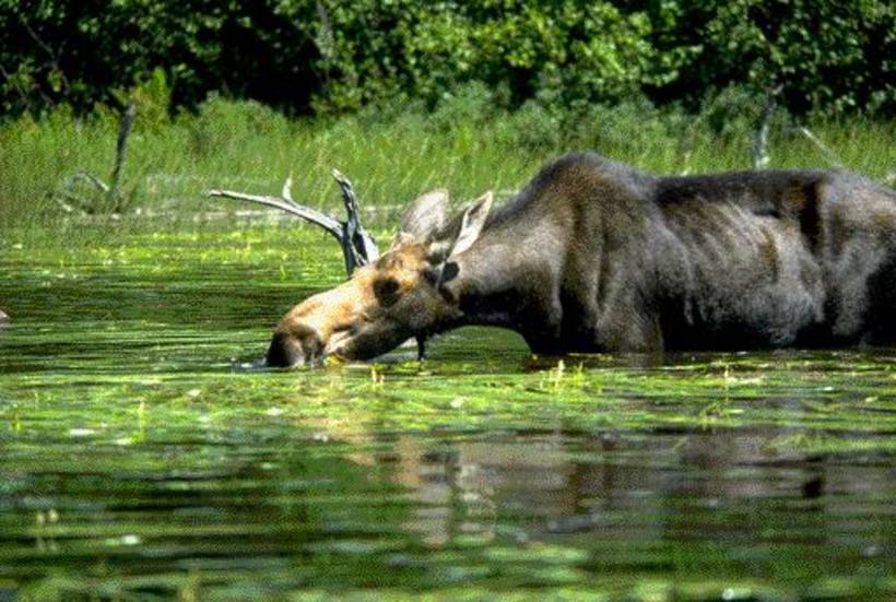 Early Morning Misty Paddle to see Moose