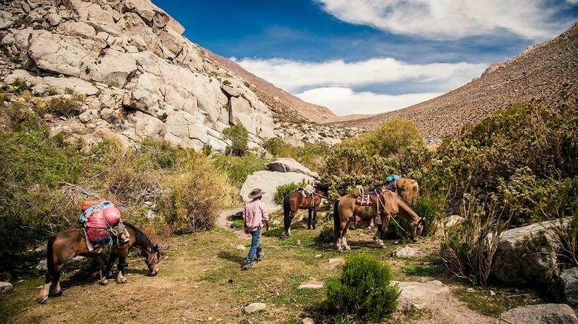 Horse Packing