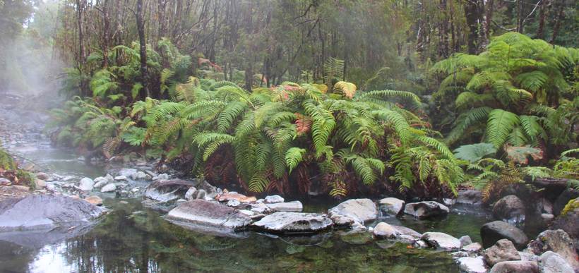 Amazing Flora, Fauna & People