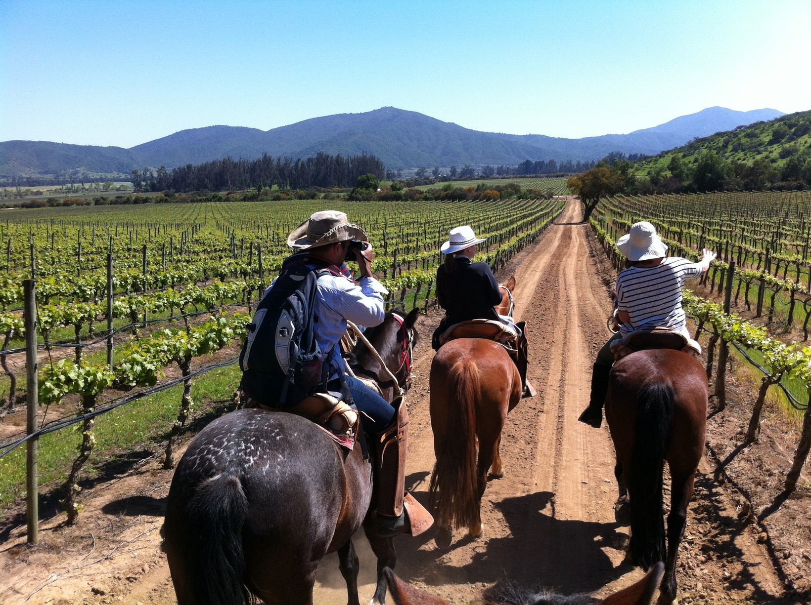 Chilean Wines