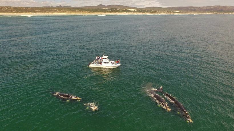 Boat Based Whale Watching