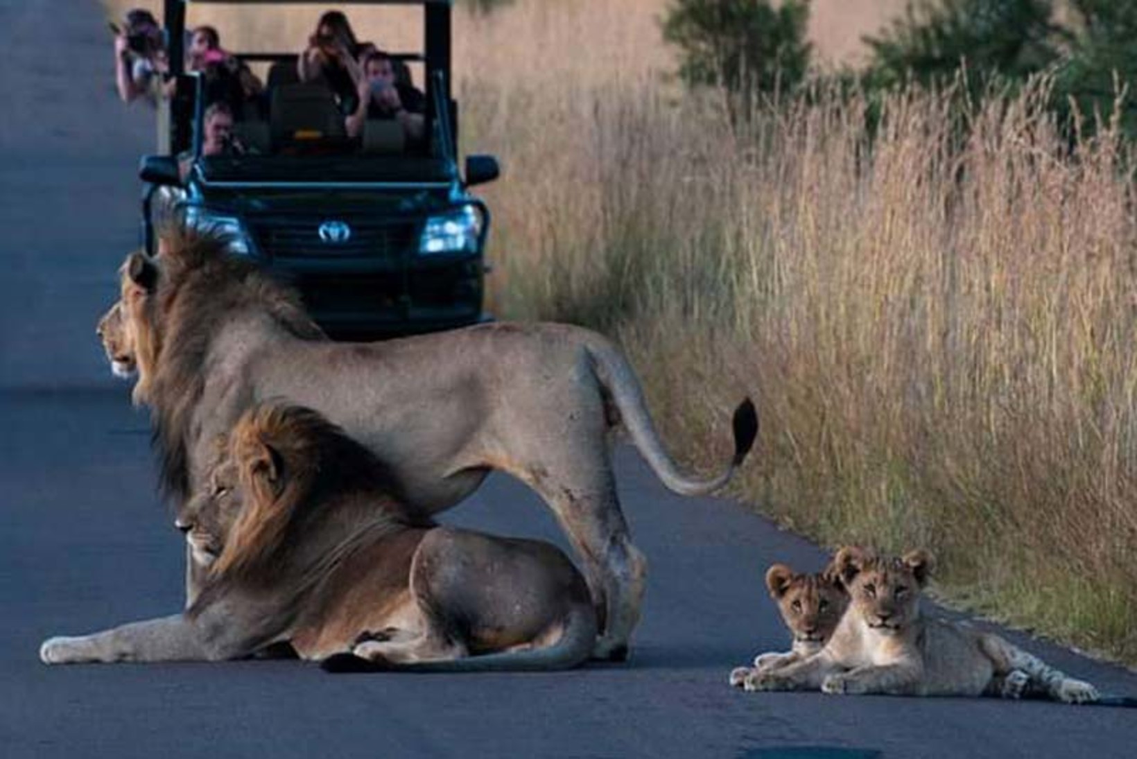 The Ultimate Guide to Pilanesberg Safari Lodges