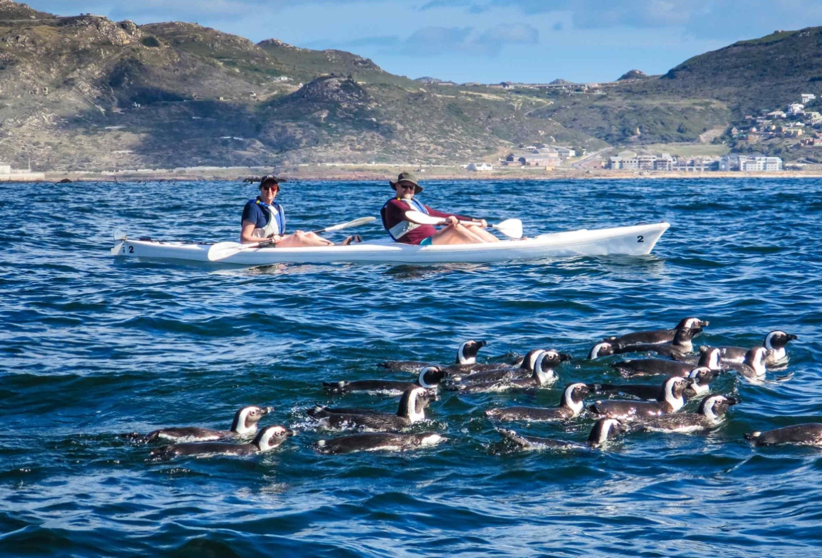 Kayak Simons Town with Penguins