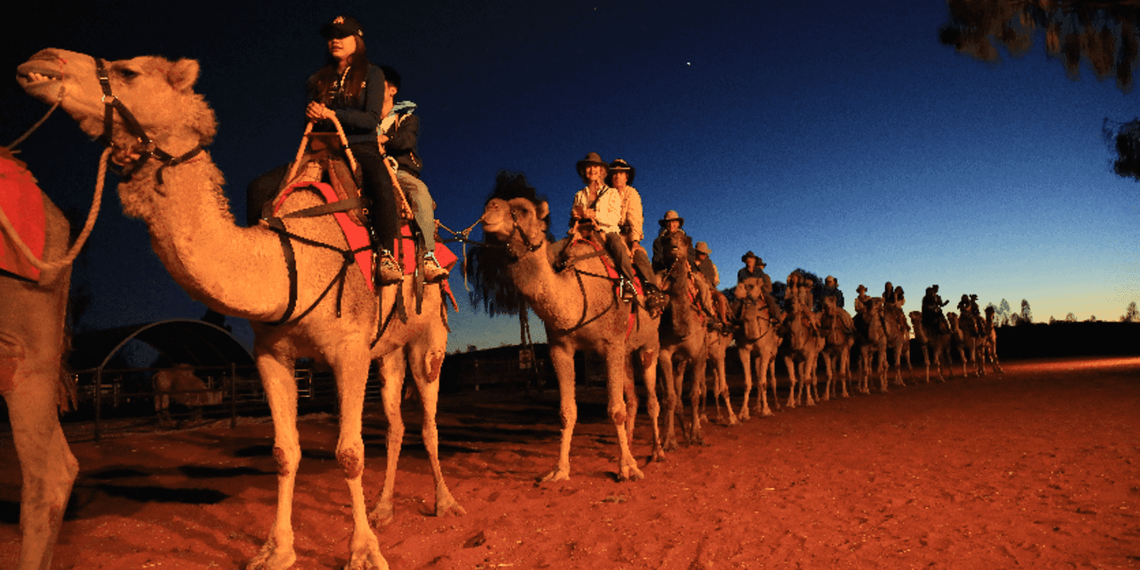 Uluru Camel Tours