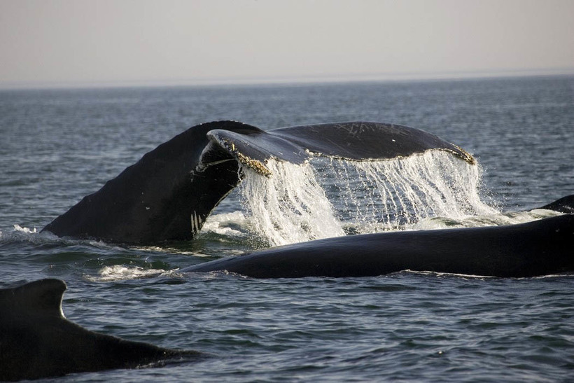 Humpback Whale