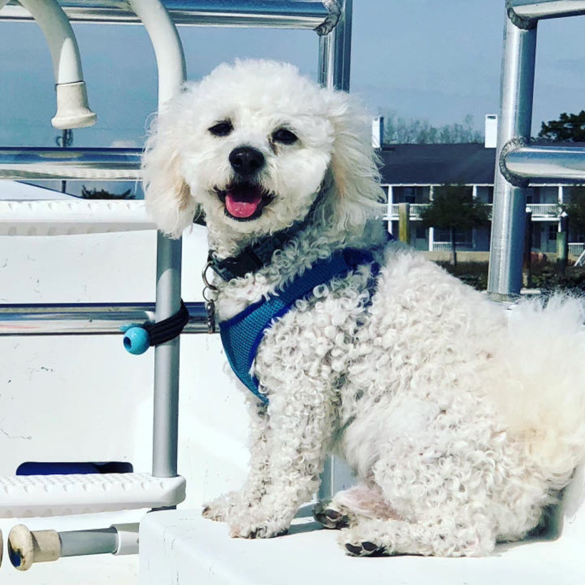 Embark to SandBark