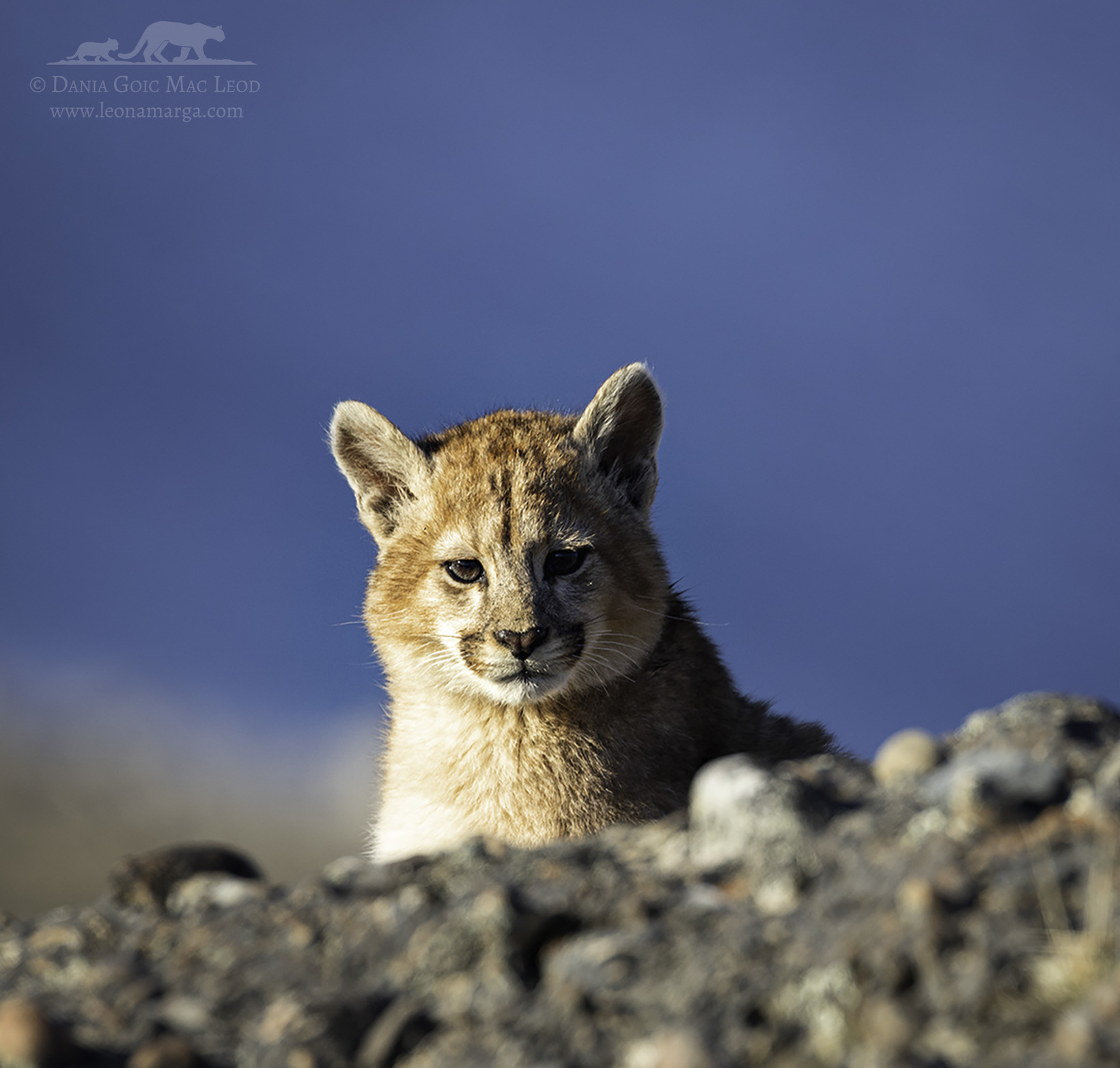  Sustainable, safe puma tourism for pumas and people in southern Patagonia